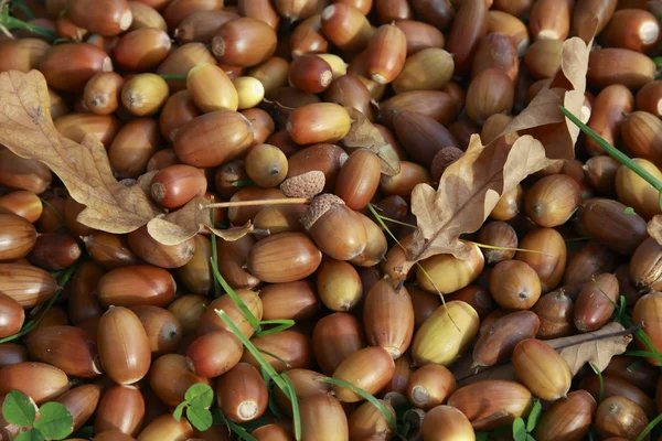 Autumn, acorns (close-up) — Stock Photo, Image