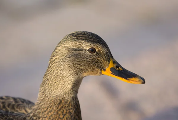 stock image Duck portrait