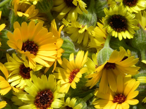 stock image Yellow flowers