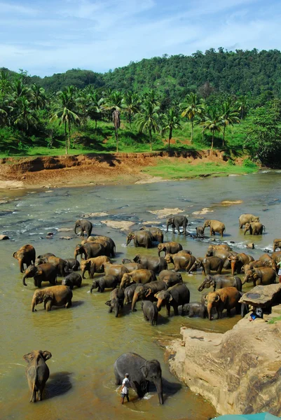 Elefantes na rega — Fotografia de Stock