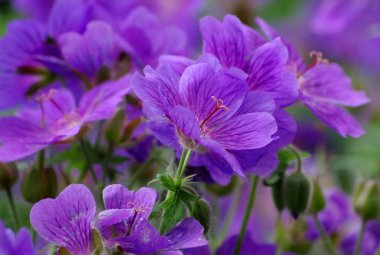 Purple flowers clipart