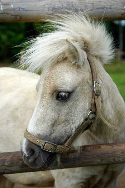 Pony — Foto Stock