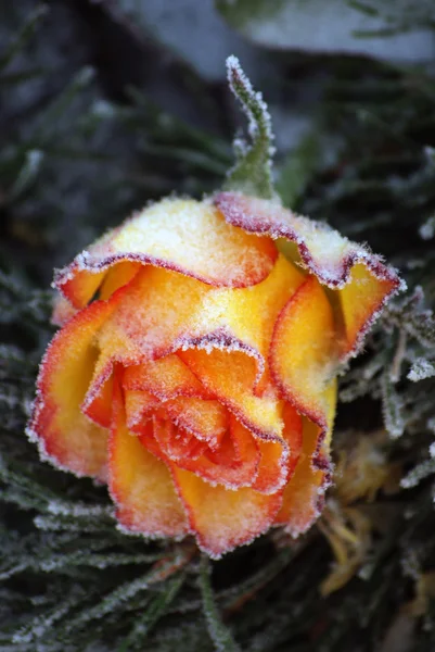 Rosa congelada — Fotografia de Stock