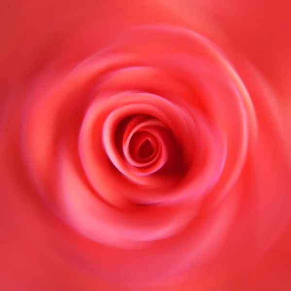 Draaien roos — Stockfoto