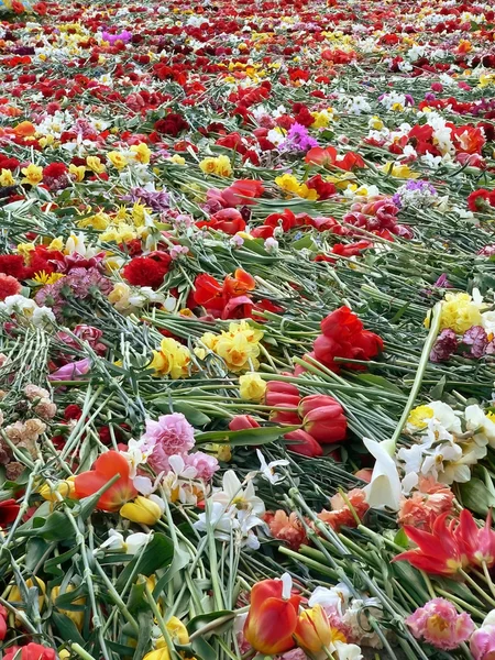 Flores cortadas — Foto de Stock