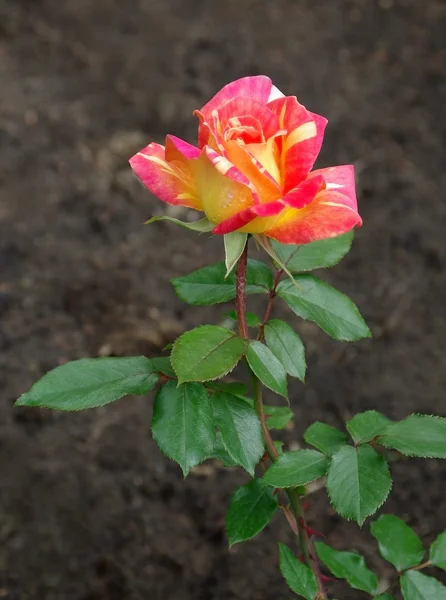 Rosa. Fotografia Stock