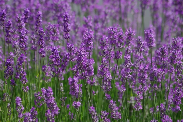 Lavendel Stockbild