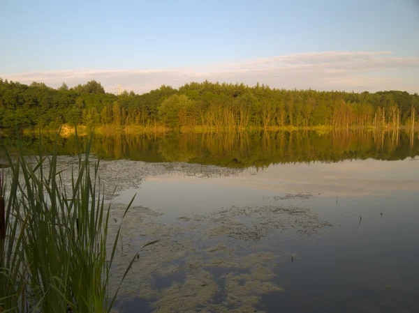 The lake — Stock Photo, Image