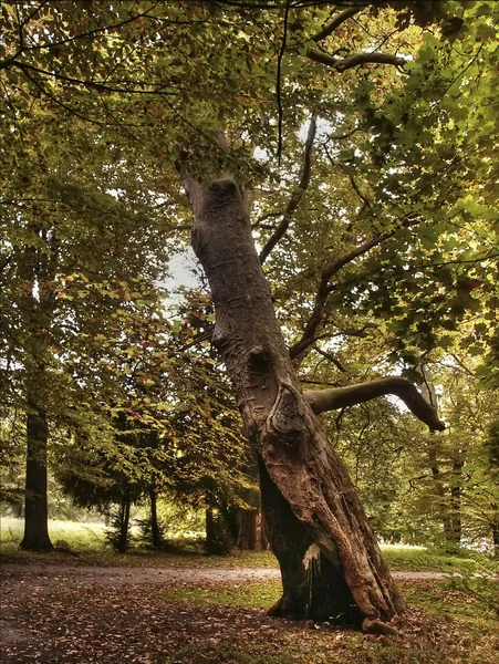 El viejo árbol —  Fotos de Stock