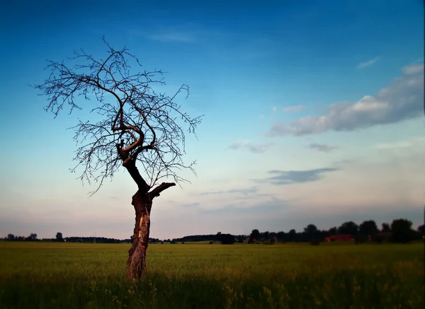 Der Baum — Stockfoto