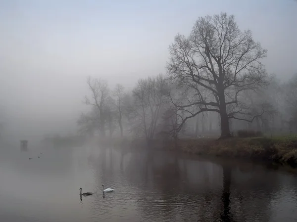 霧の中の川 — ストック写真