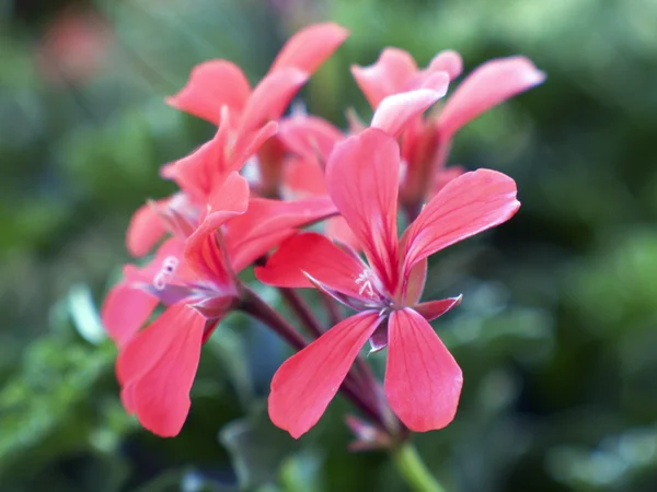 stock image Flower