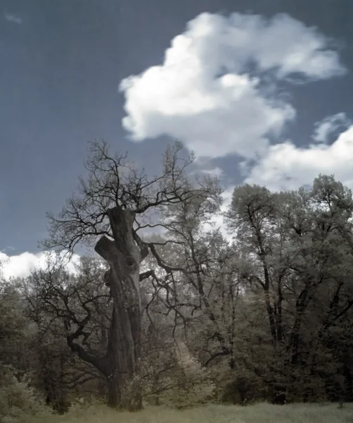 Stare drzewo — Zdjęcie stockowe