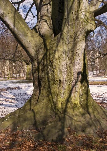 Árbol viejo — Foto de Stock