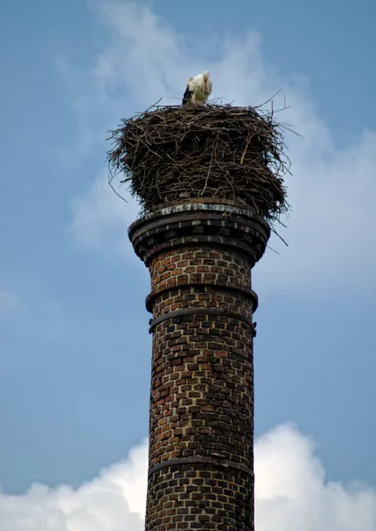 stock image Stork