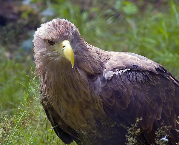 stock image Old eagle