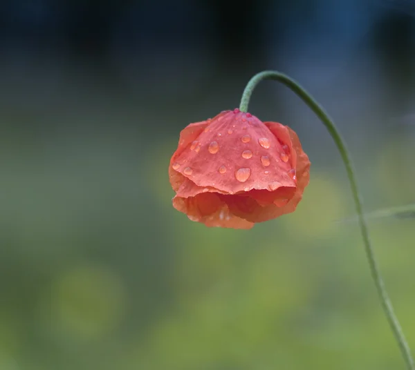 stock image Flower 2