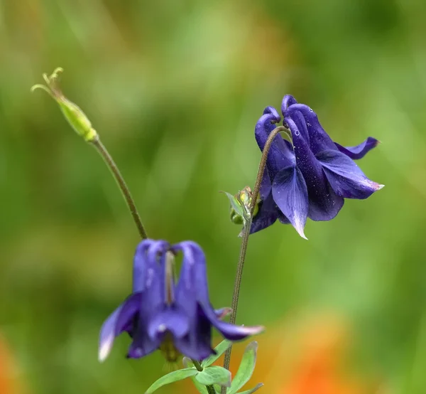 Garten — Stockfoto