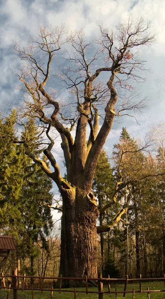 stock image Ancient tree