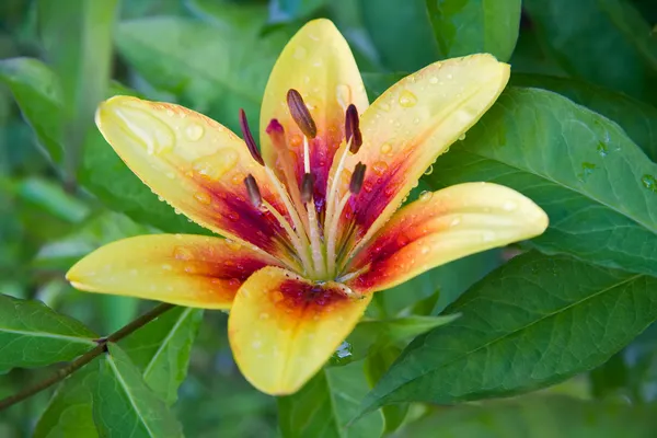 Garden lily with water drops — Stock Photo, Image