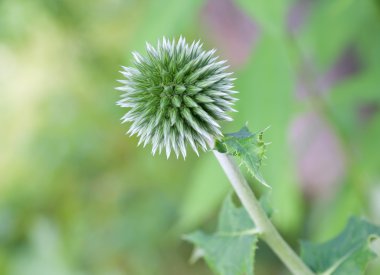 Globe thistle (Echinops) flower clipart