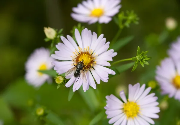 stock image Echinacea (coneflower) anf fly