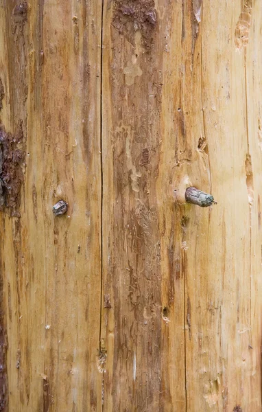 Texture du tronc de pin — Photo