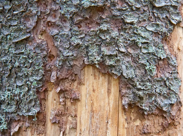 Textura del tronco del pino — Foto de Stock