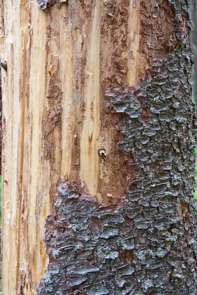 松の木のトランクのテクスチャ — ストック写真