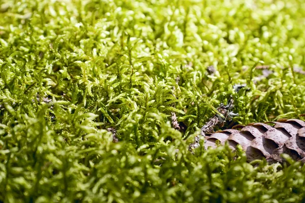 Fundo de musgo verde — Fotografia de Stock