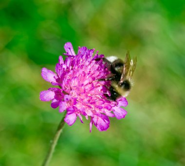 Bumblebee çiçek