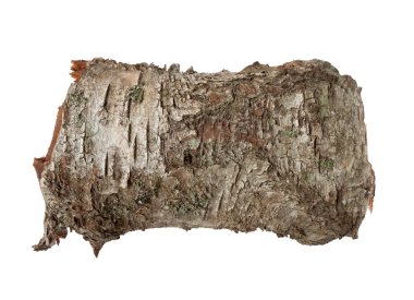 Birch tree bark texture clipart