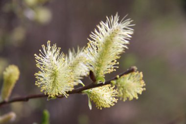 Willow catkins clipart