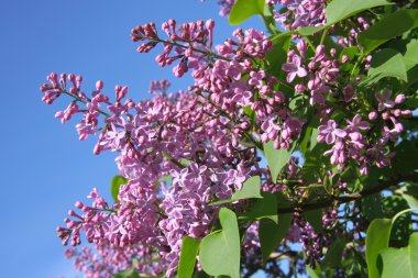 Blooming lilac branches in the spring clipart