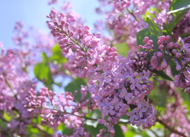 Fragrant lilac bush clipart