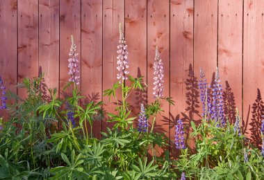 Pink and violet lupins clipart