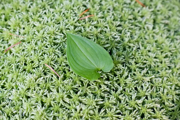 Één blad op groene mos achtergrond — Stockfoto