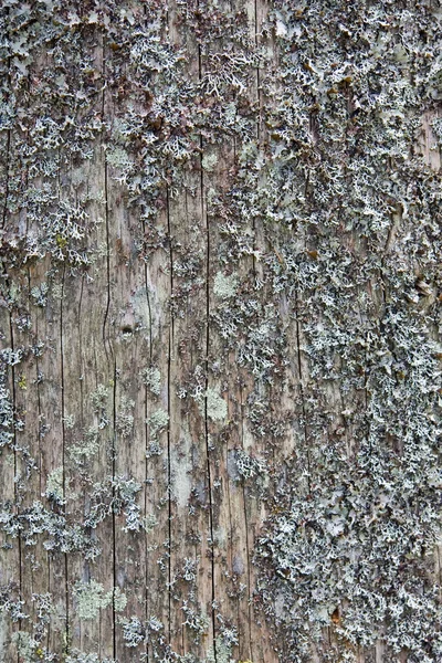 Textura de tronco de pinho velho — Fotografia de Stock