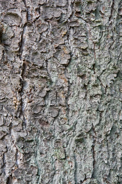 Textura de tronco de pinho velho — Fotografia de Stock