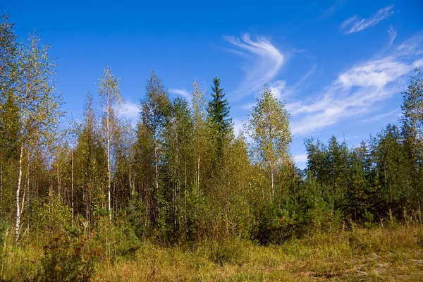 Осенний лес в теплый солнечный день — стоковое фото