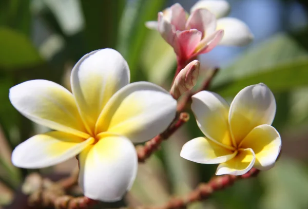 Lindas flores tropicais — Fotografia de Stock