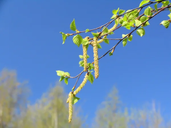 Branche d'un bouleau au printemps — Photo