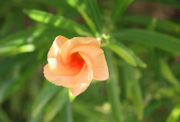 Růžový květ na tropický strom — Stock fotografie