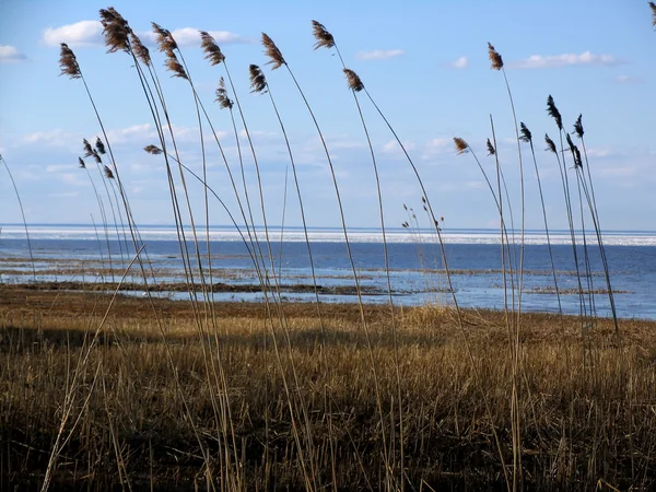 stock image Reed on the coastline