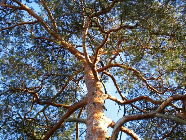 Dennenboom tegen blauwe lucht — Stockfoto