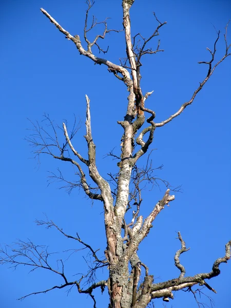 Αποξηραμένα δέντρο — Φωτογραφία Αρχείου