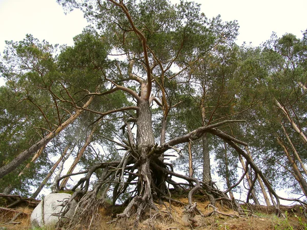 Pinheiro com raízes e pedra licitante — Fotografia de Stock