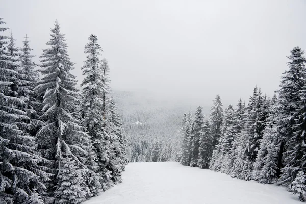 冬の雪の風景 — ストック写真