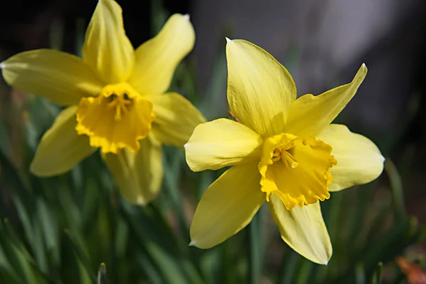 Yellow narcissus flowers — Stock Photo, Image