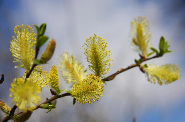 Blommande Salix med hanblommor — Stockfoto